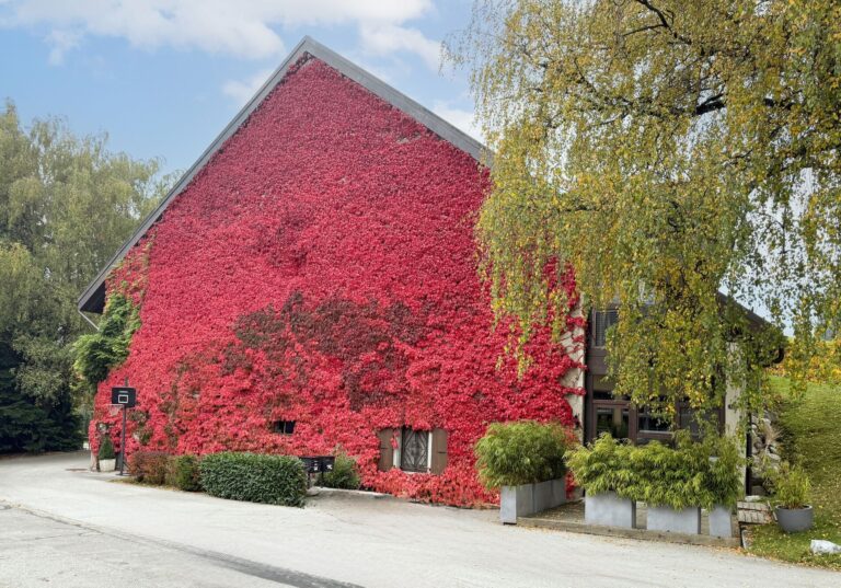Maisons-Mezieres-VD-AtticamaisonJoratMezieres-5344715